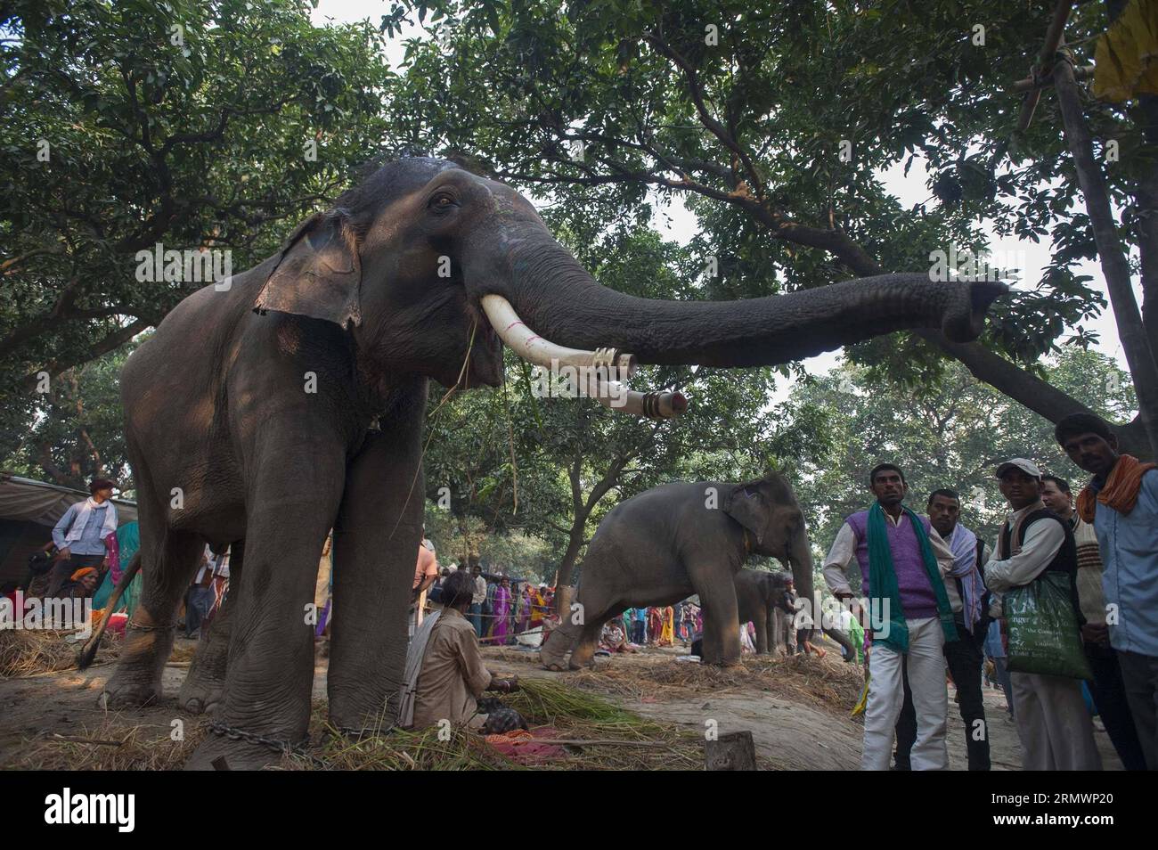 (141107) -- PATNA, les éléphants saluent les visiteurs lors de la foire annuelle du bétail Sonepur, à environ 25 km de Patna, capitale de l'État indien oriental du Bihar, le 6 novembre 2014. La foire a eu lieu au confluent du Gange et du Gandak.) (azp) INDIA-PATNA-BATTLE FAIR TumpaxMondal PUBLICATIONxNOTxINxCHN les éléphants de Patna accueillent les visiteurs lors de la foire annuelle Sonepur Cattle Fair à environ 25 km de Patna capitale de l'État indien oriental du Bihar nov 6 2014 la foire quel héros À la confluence du Gange et de l'EGP India Patna Cattle Fair PUBLICATIONxNOTxINxCHN Banque D'Images