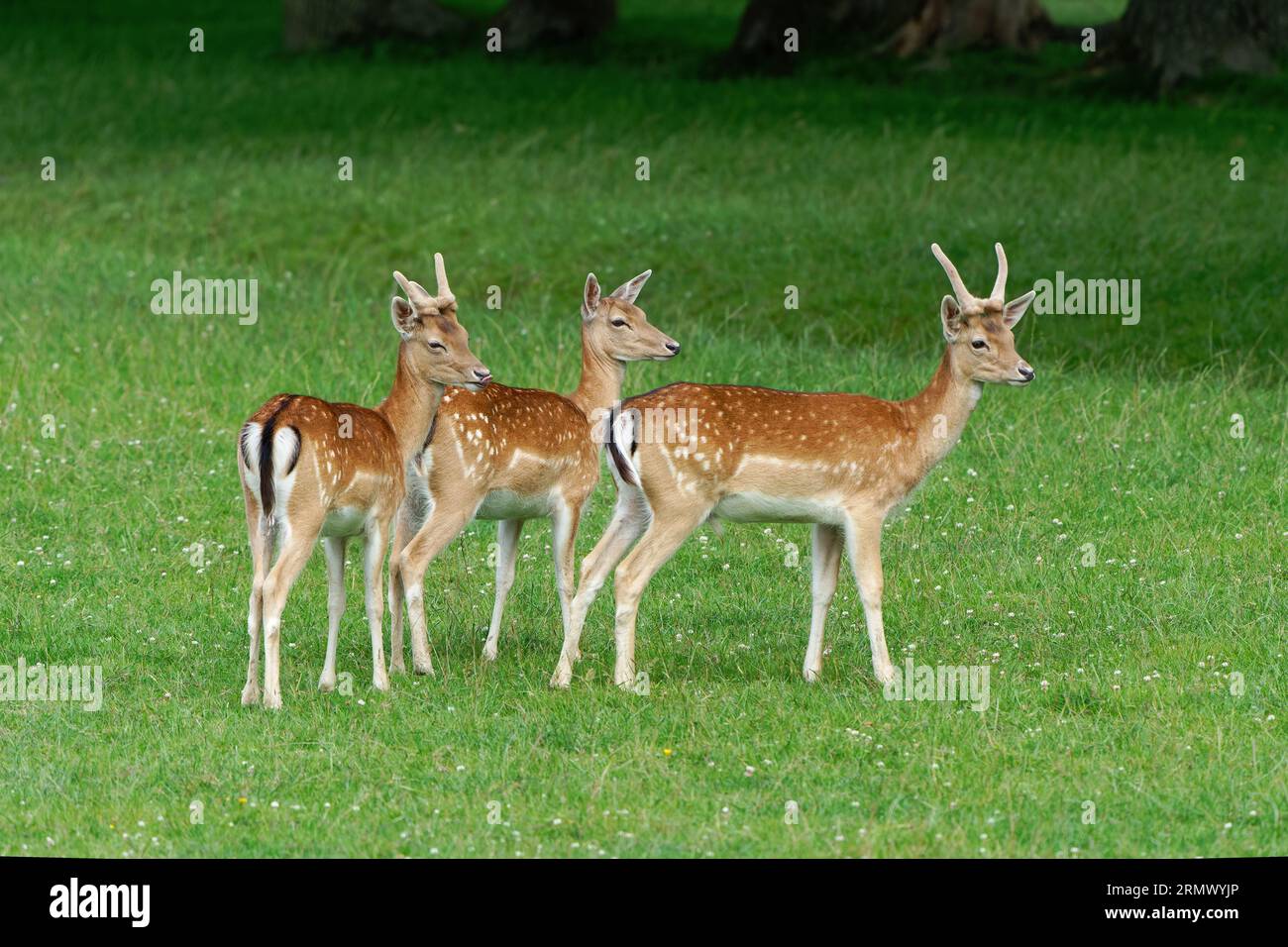 Daim Doe -(Dama Dama) avec ses faons. Banque D'Images