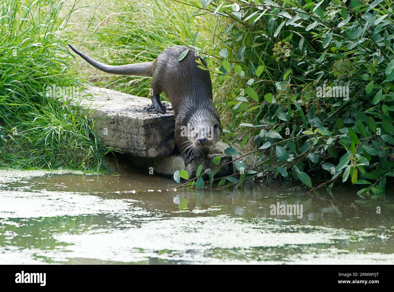 Otter-Lutra lutra. Banque D'Images