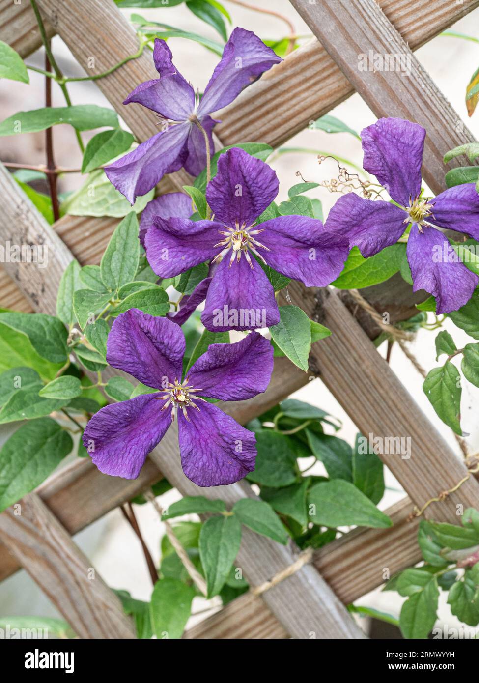 Un groupe de fleurs mauves bleues de la Clématite embrouillée 'Arabella' poussant sur un treillis. Banque D'Images
