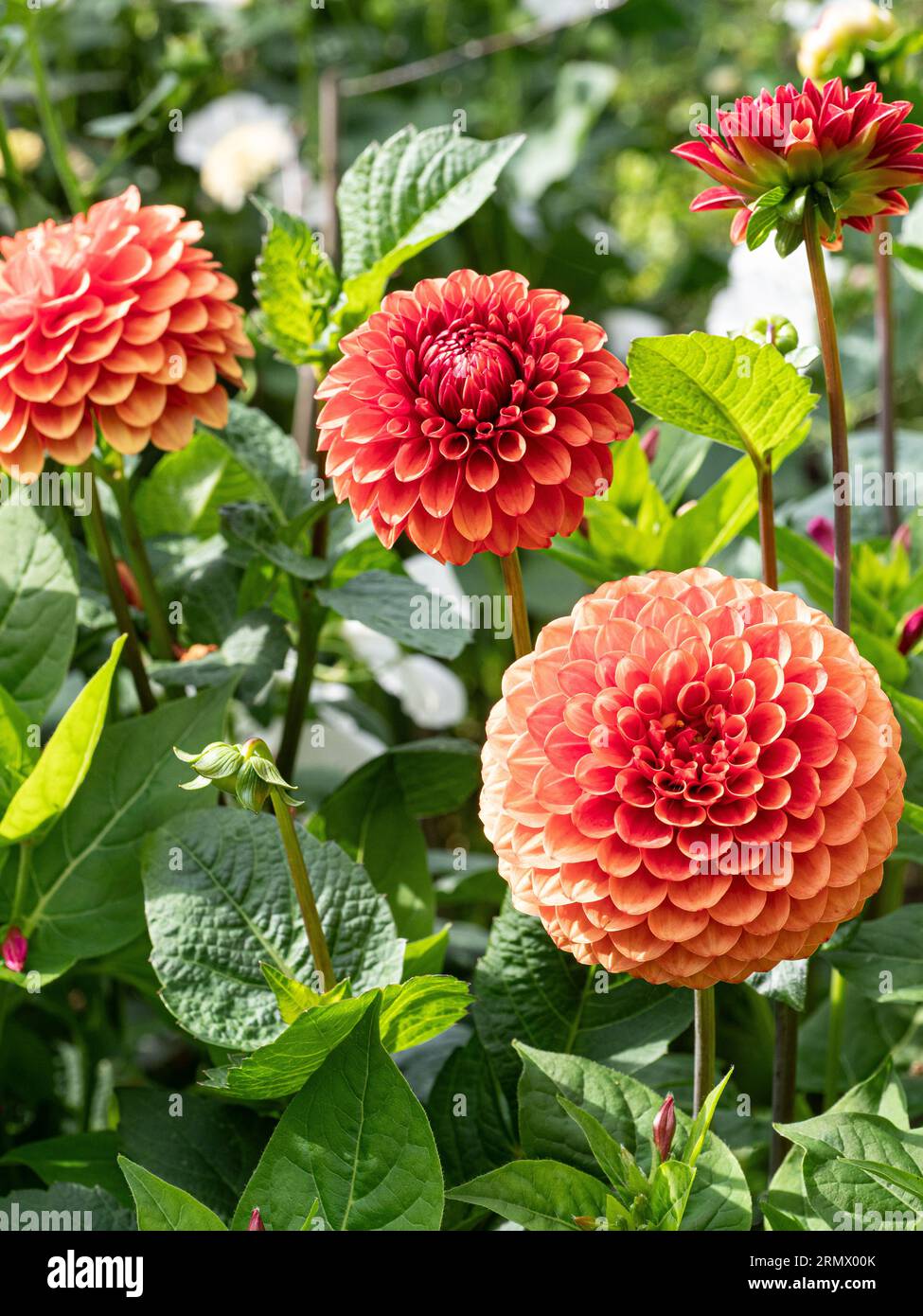 Les fleurs en forme de boule orange foncé de Dahlia 'Brown Sugar' Banque D'Images