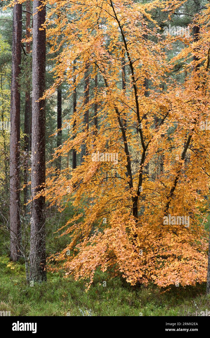 Anagach Wood près de Grantown sur Spey, Cairngorms, Écosse, Royaume-Uni Banque D'Images