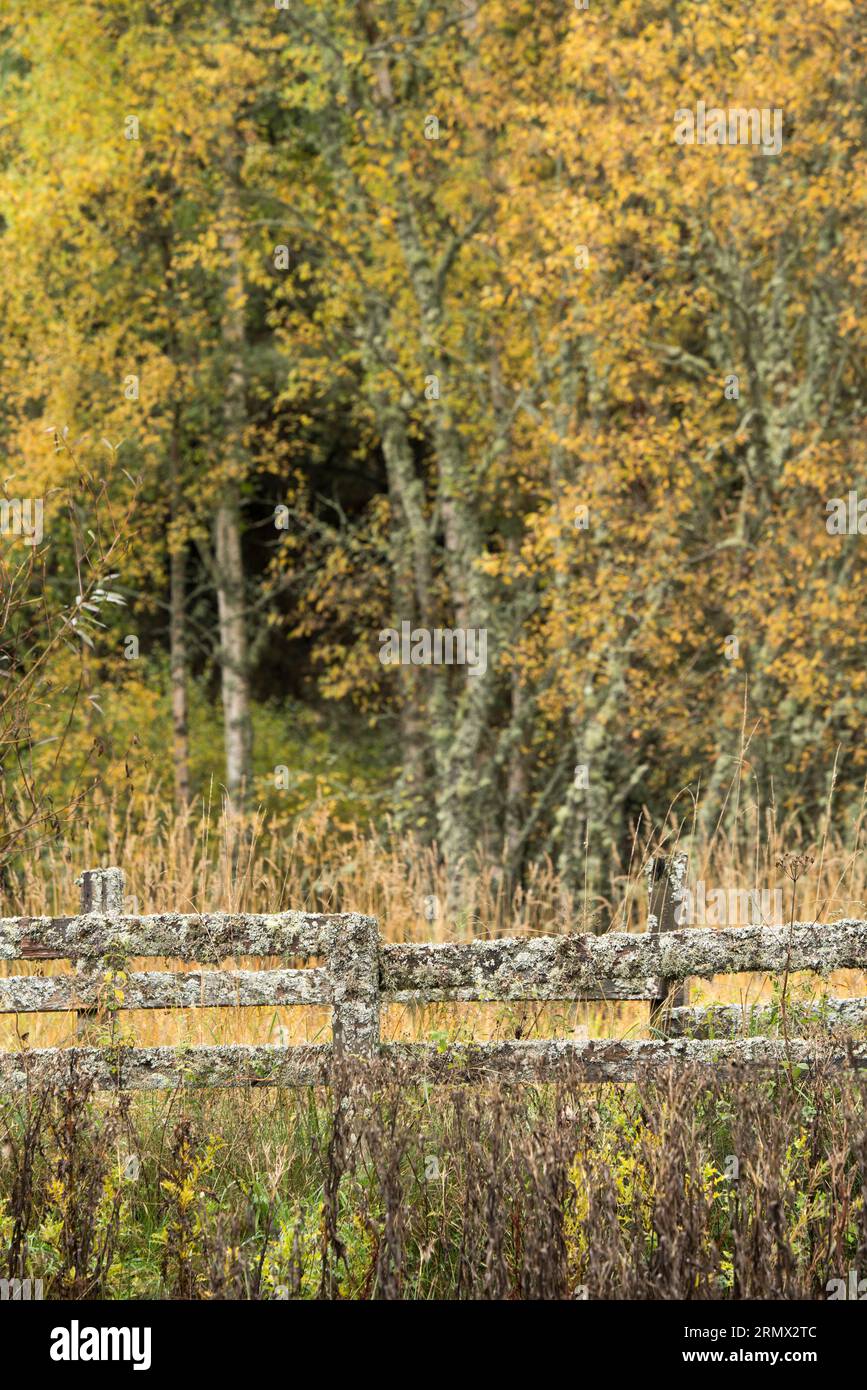 Anagach Wood près de Grantown sur Spey, Cairngorms, Écosse, Royaume-Uni Banque D'Images