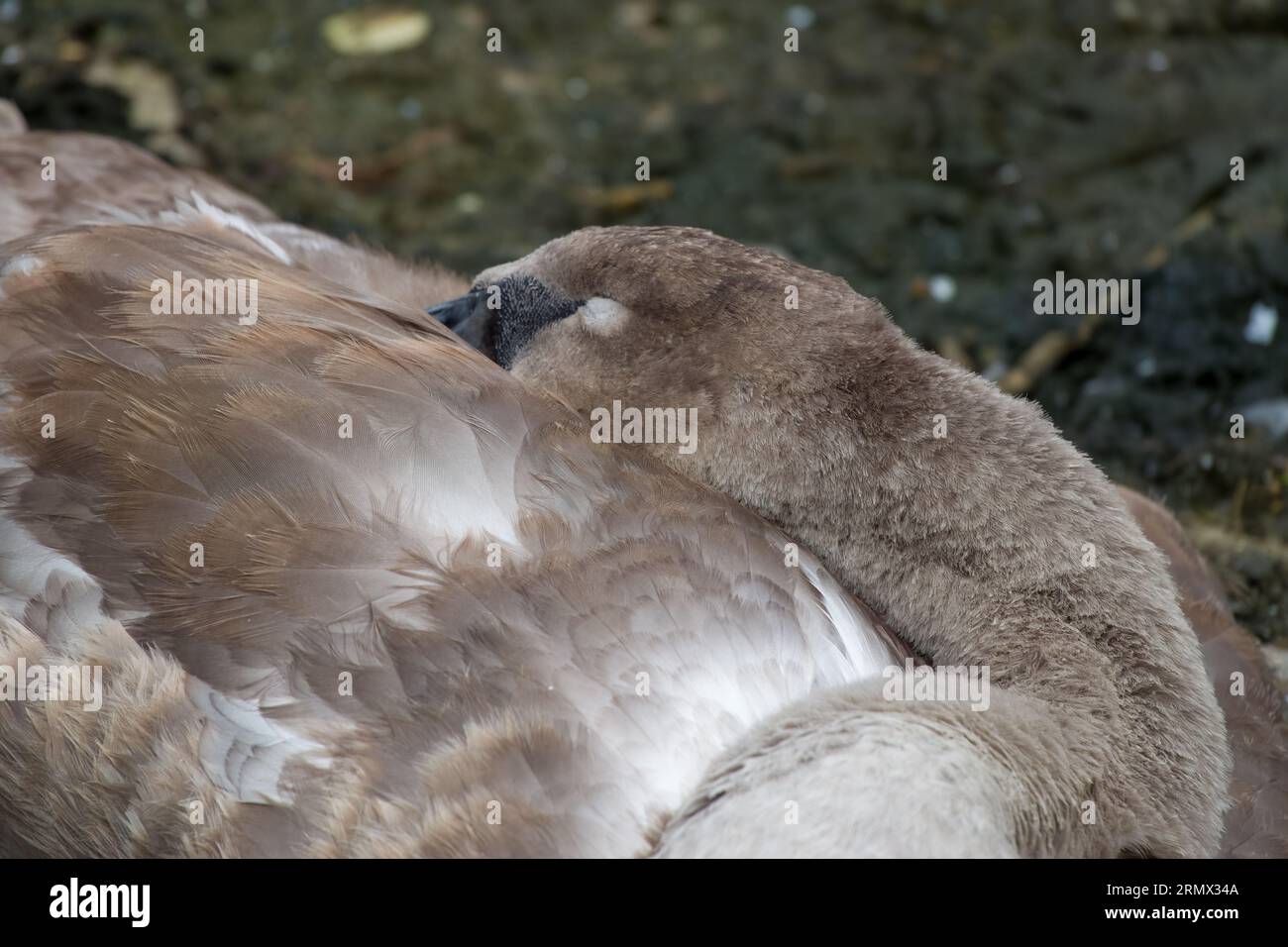 gros plan du jeune cygne cygnus olor cygnet dormant Banque D'Images