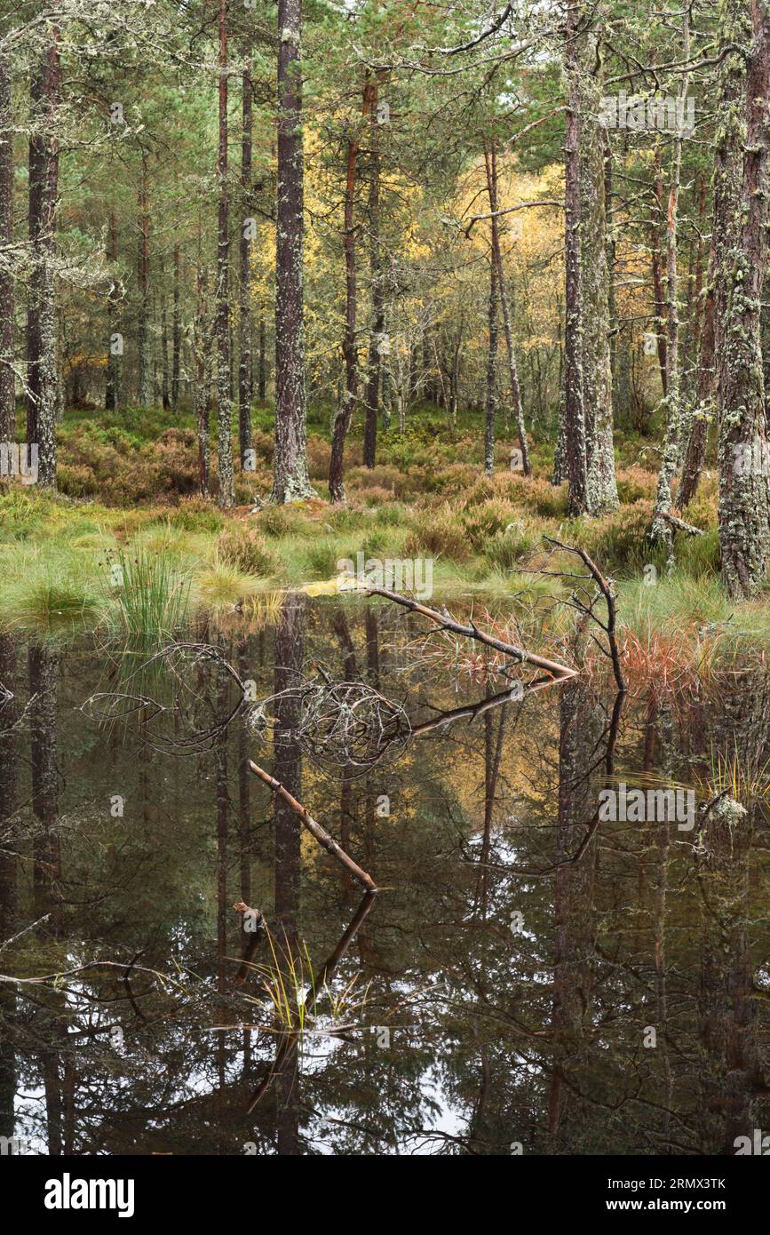 Anagach Wood près de Grantown sur Spey, Cairngorms, Écosse, Royaume-Uni Banque D'Images