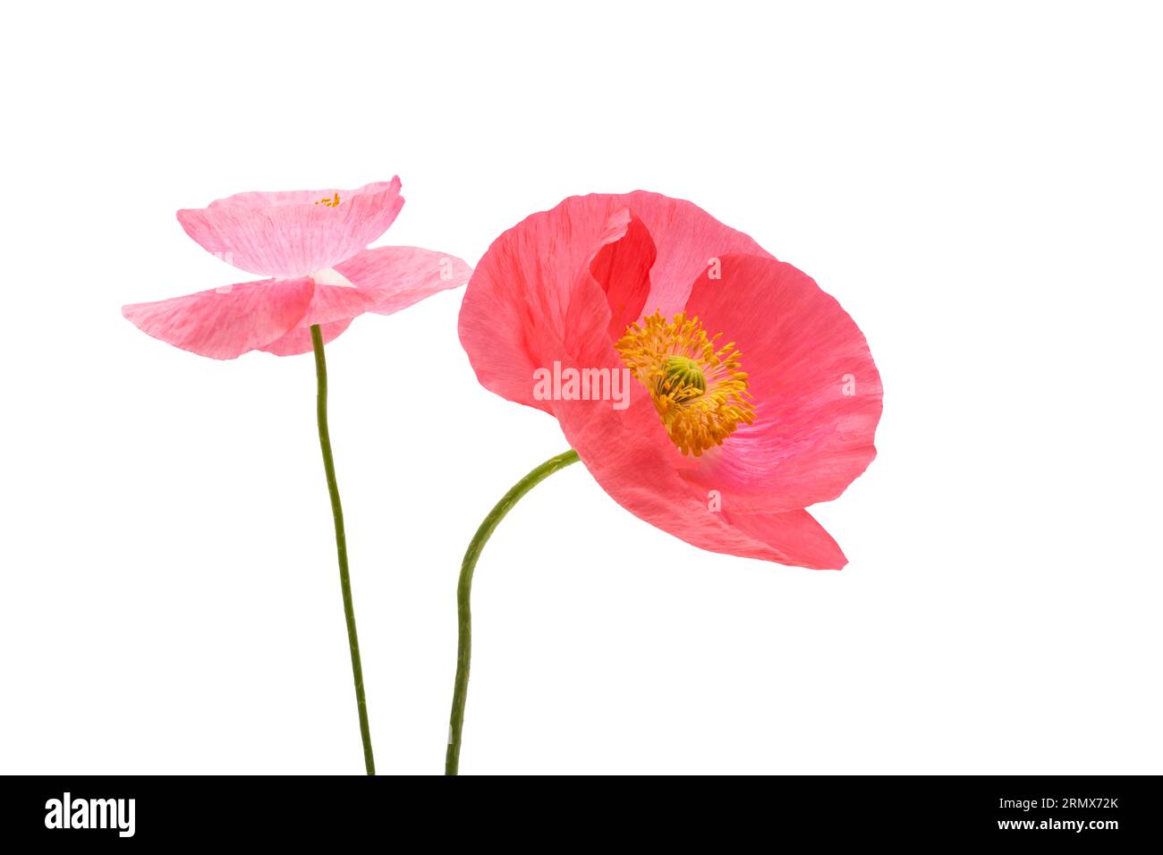 belles fleurs de coquelicot isolées sur fond blanc Banque D'Images