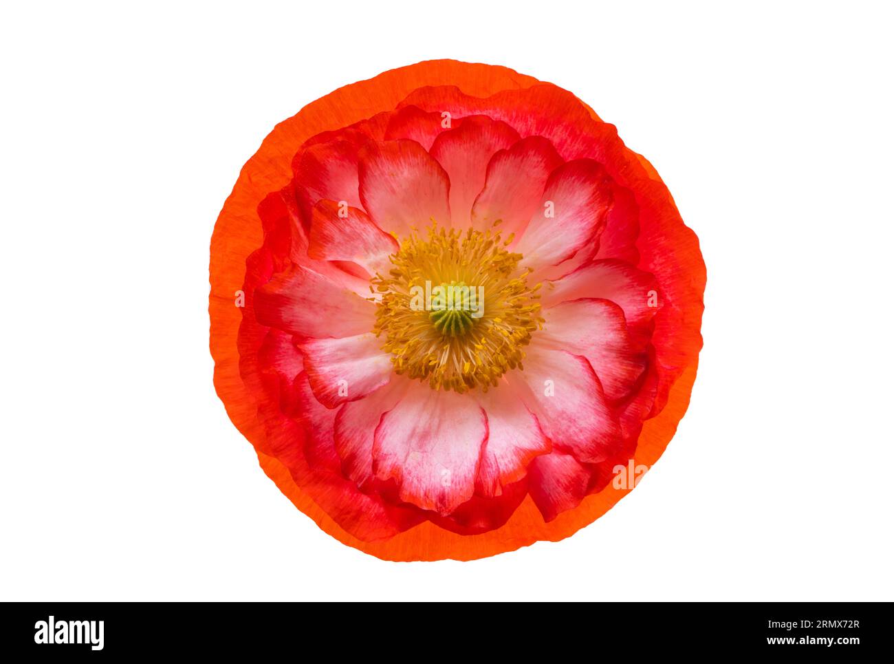 belles fleurs de coquelicot isolées sur fond blanc Banque D'Images