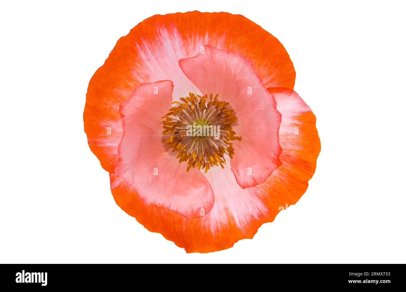 belles fleurs de coquelicot isolées sur fond blanc Banque D'Images