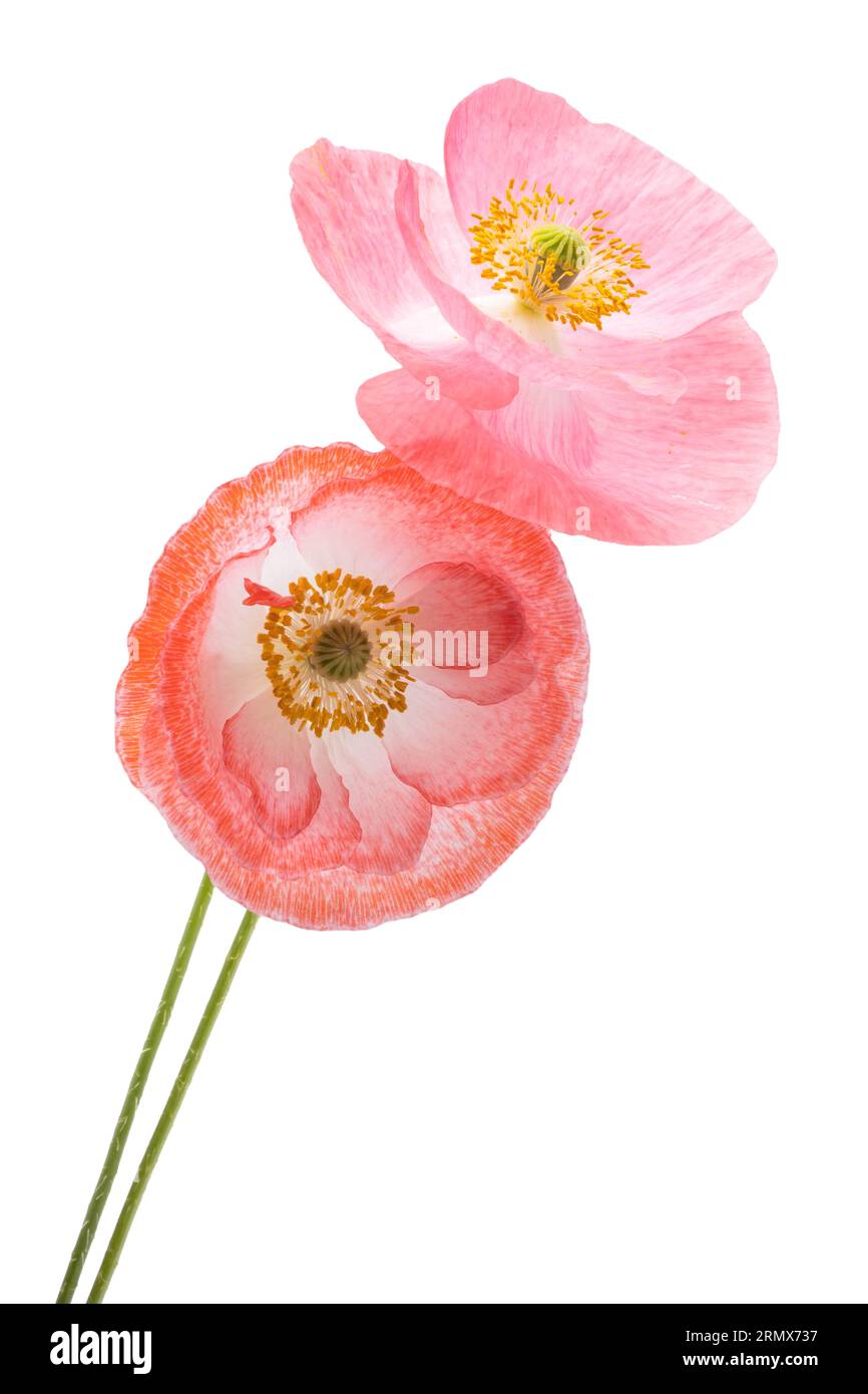 belles fleurs de coquelicot isolées sur fond blanc Banque D'Images