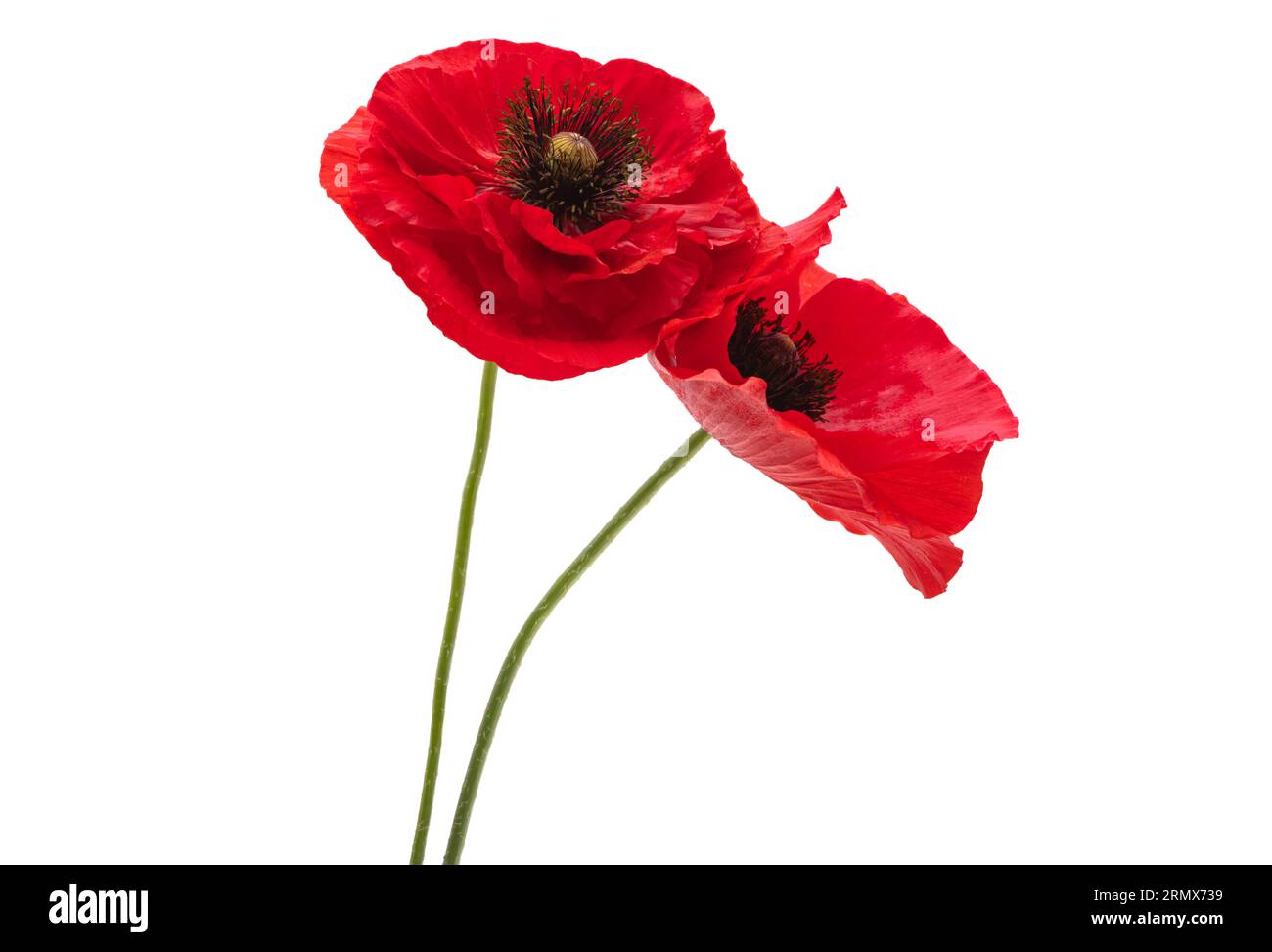 belles fleurs de coquelicot isolées sur fond blanc Banque D'Images