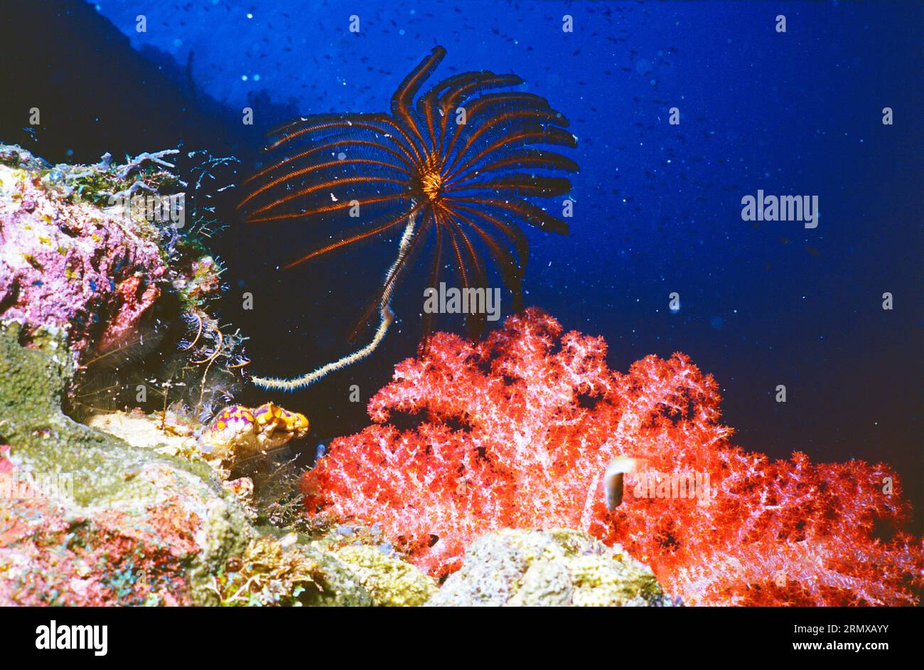 Crinoïde et corail gorgonien rouge (Alcyonacea). Gros plan sous l'eau. Papouasie-Nouvelle-Guinée. Banque D'Images