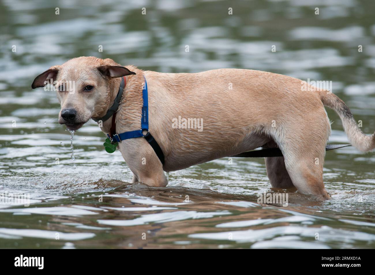 Chien de race mixte debout dans l'eau Banque D'Images