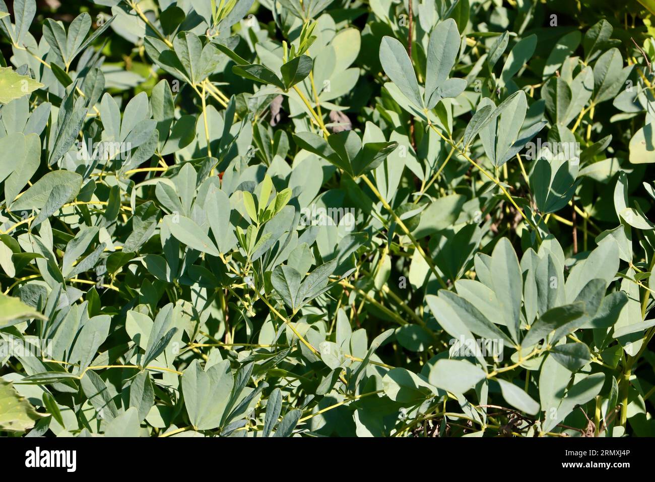 Feuilles de faux croisement d'indigo, Baptisia australis, au jardin botanique de Cleveland, Cleveland, Ohio Banque D'Images