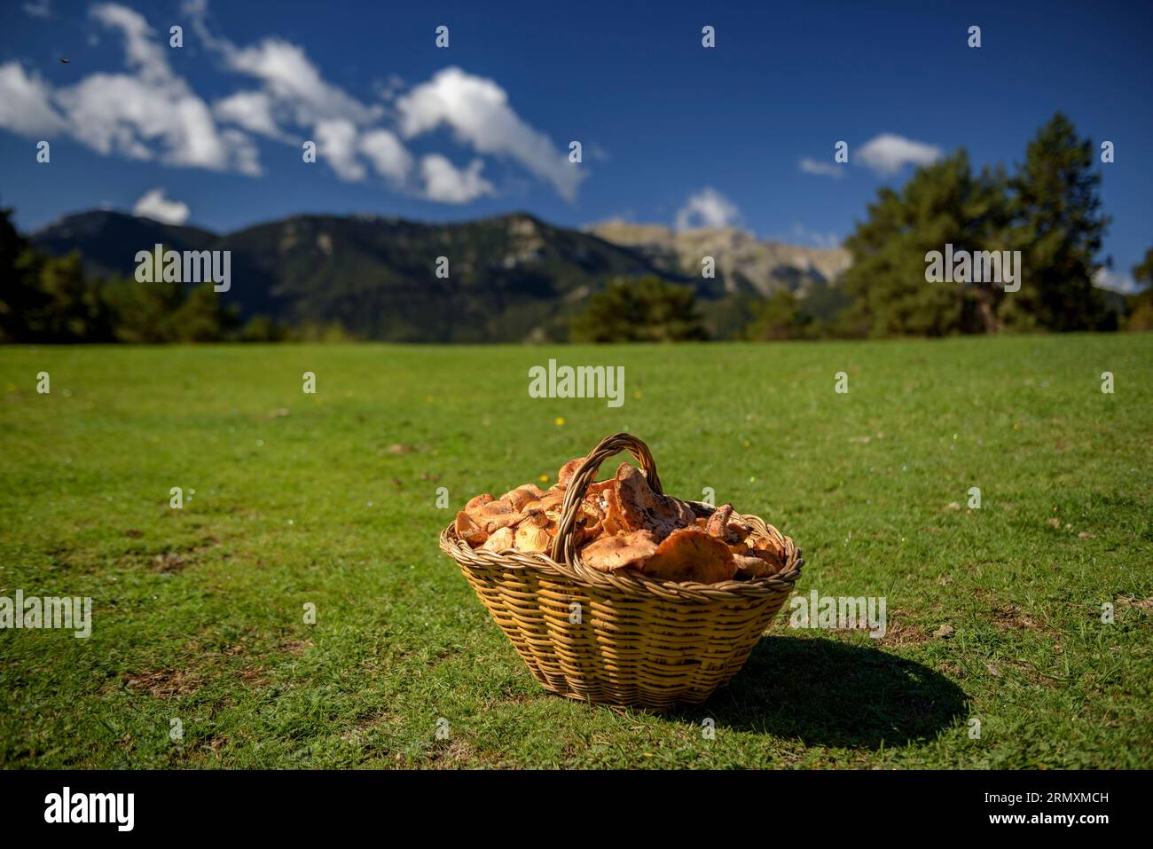 Panier plein de champignons en automne sur un pré près de Cap del Ras, sur la face nord du Moixeró, parc naturel de Cadí-Moixeró, Cerdanya, Pyrénées, Catalogne Banque D'Images