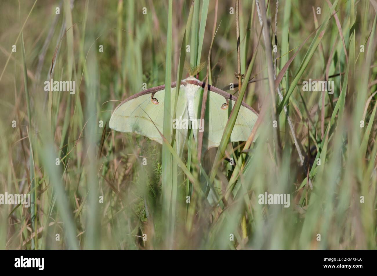 Luna Moth, Actias luna, nichée dans les herbes des prairies Banque D'Images