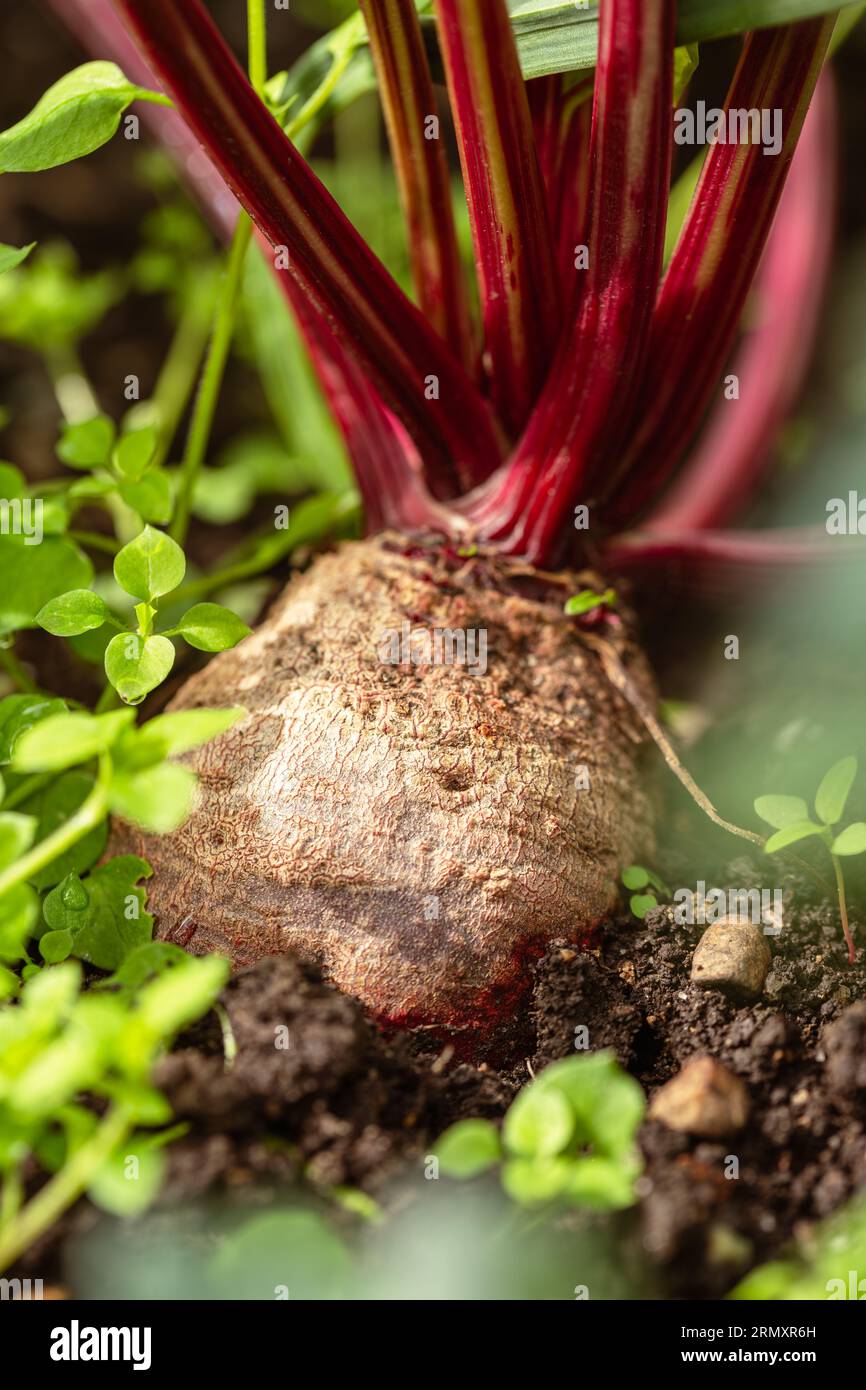 Délicieuse Beetroot dans notre jardin est prêt pour la récolte Banque D'Images
