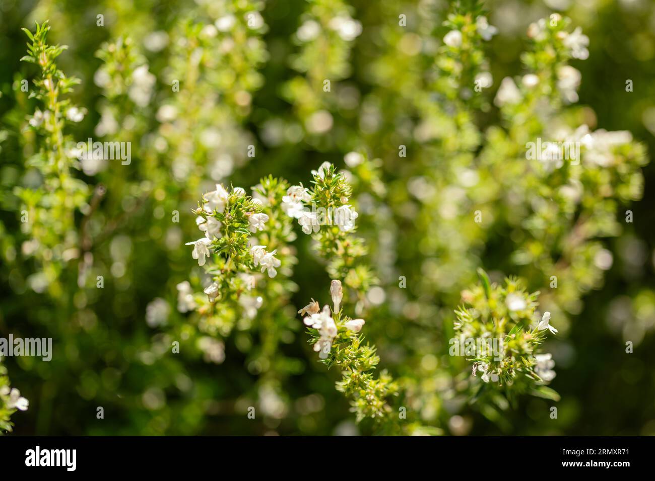 Origan blanc à fleurs dans notre jardin d'herbes Banque D'Images