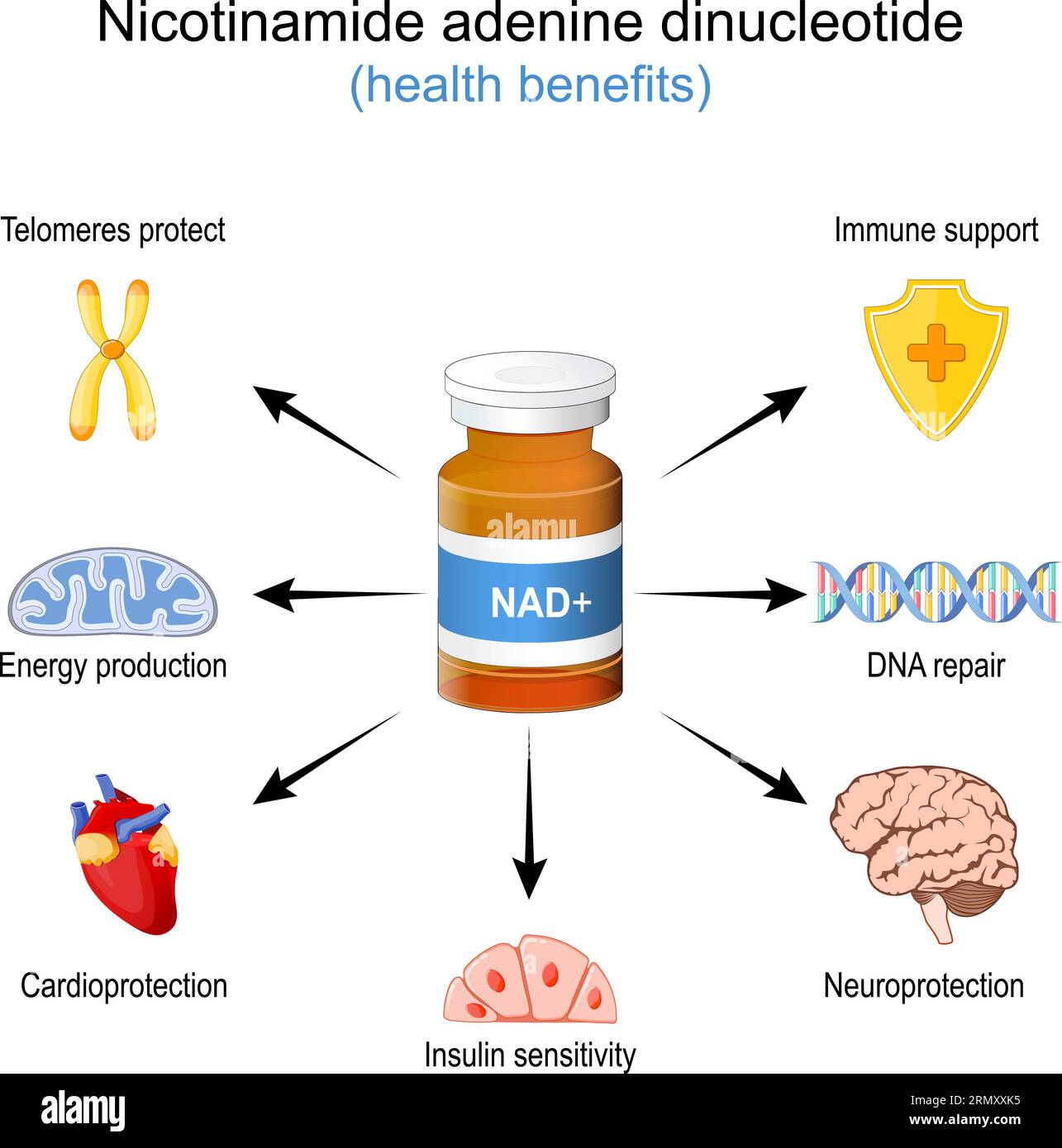 Avantages pour la santé de NAD+. NAD plus. Effet bien-être d'un nicotinamide adénine dinucléotide. La thérapeutique anti-âge. Illustration vectorielle Illustration de Vecteur