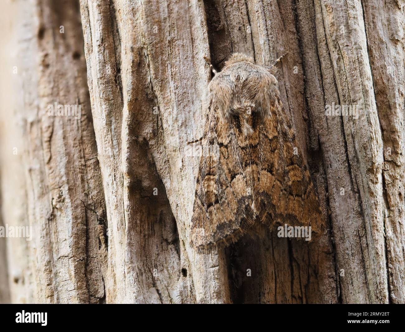 Luperina testacea, la mite rustique molle, reposant sur une souche d'arbre pourrie. Banque D'Images