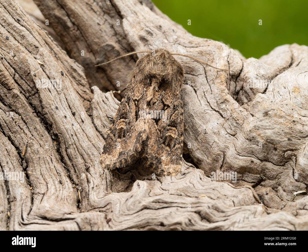 Luperina testacea, la mite rustique molle, reposant sur une souche d'arbre pourrie. Banque D'Images