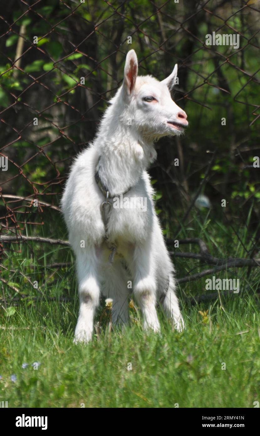 Une chèvre domestique tombe dans une cour rurale Banque D'Images