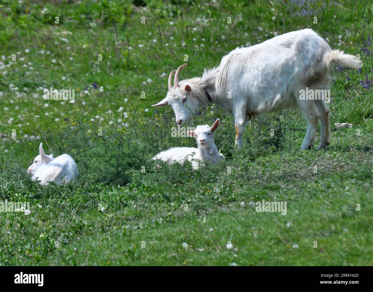 Une chèvre domestique tombe dans une cour rurale Banque D'Images