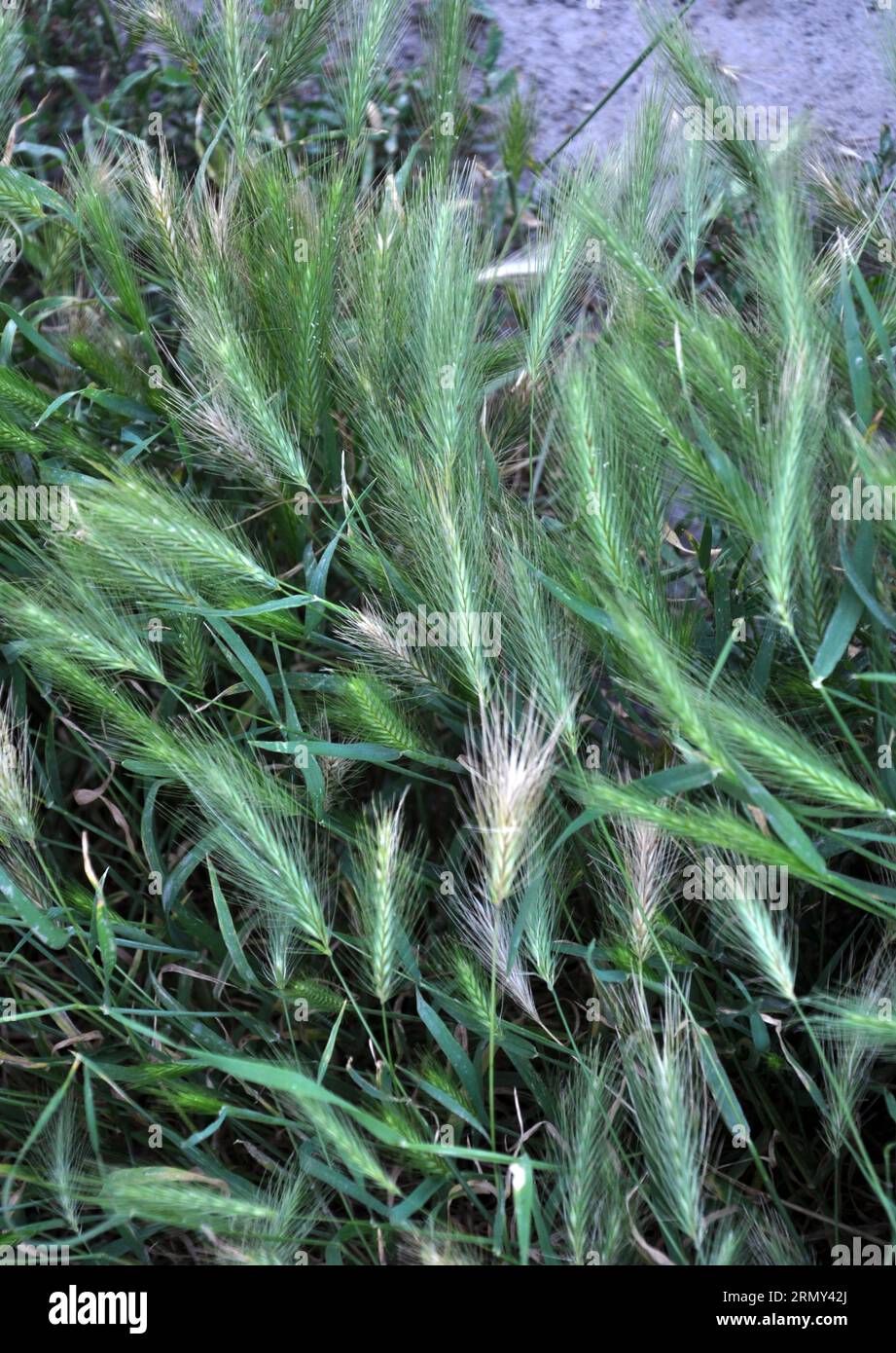 Dans la nature, comme une mauvaise plante pousse de l'orge (Hordeum murinum) Banque D'Images