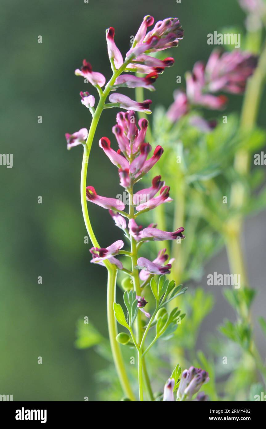 Fumaria officinalis fleurit dans la nature au printemps Banque D'Images