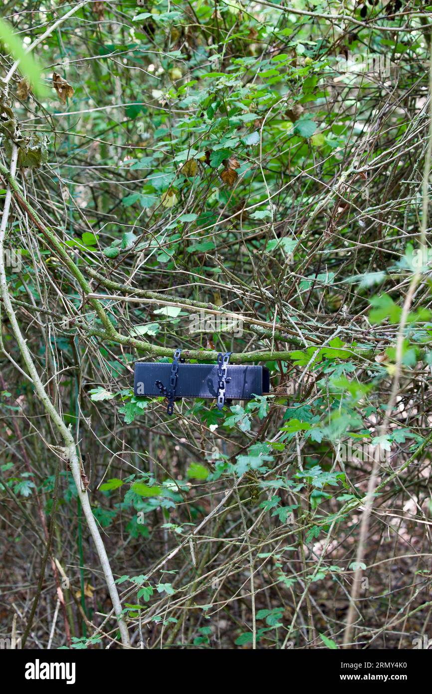 Piégeage de petits mammifères. Banque D'Images