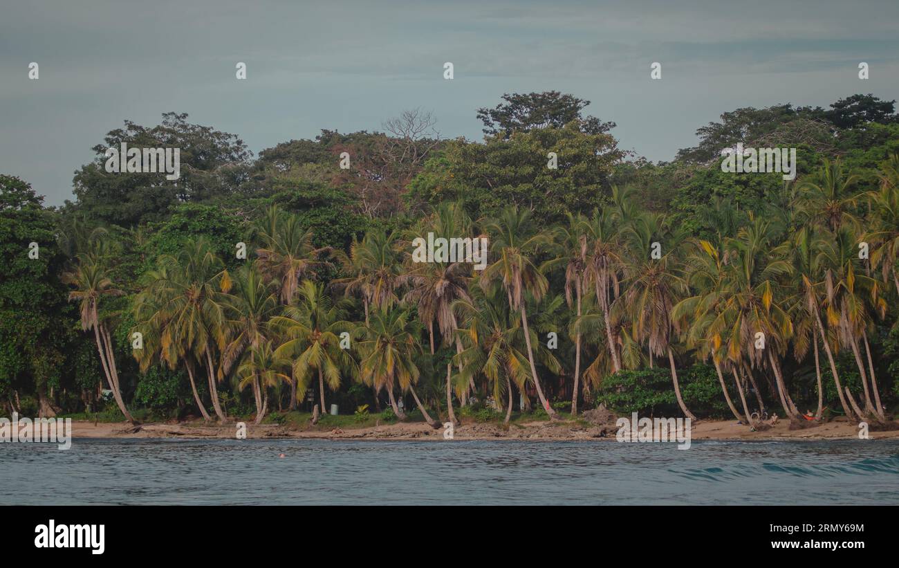 Belle jungle des caraïbes plage avec beau surf à proximité de Playa Cocles et Puerto Viejo au Costa rica. Vue vers les arbres. mer brumeuse et spray. Banque D'Images