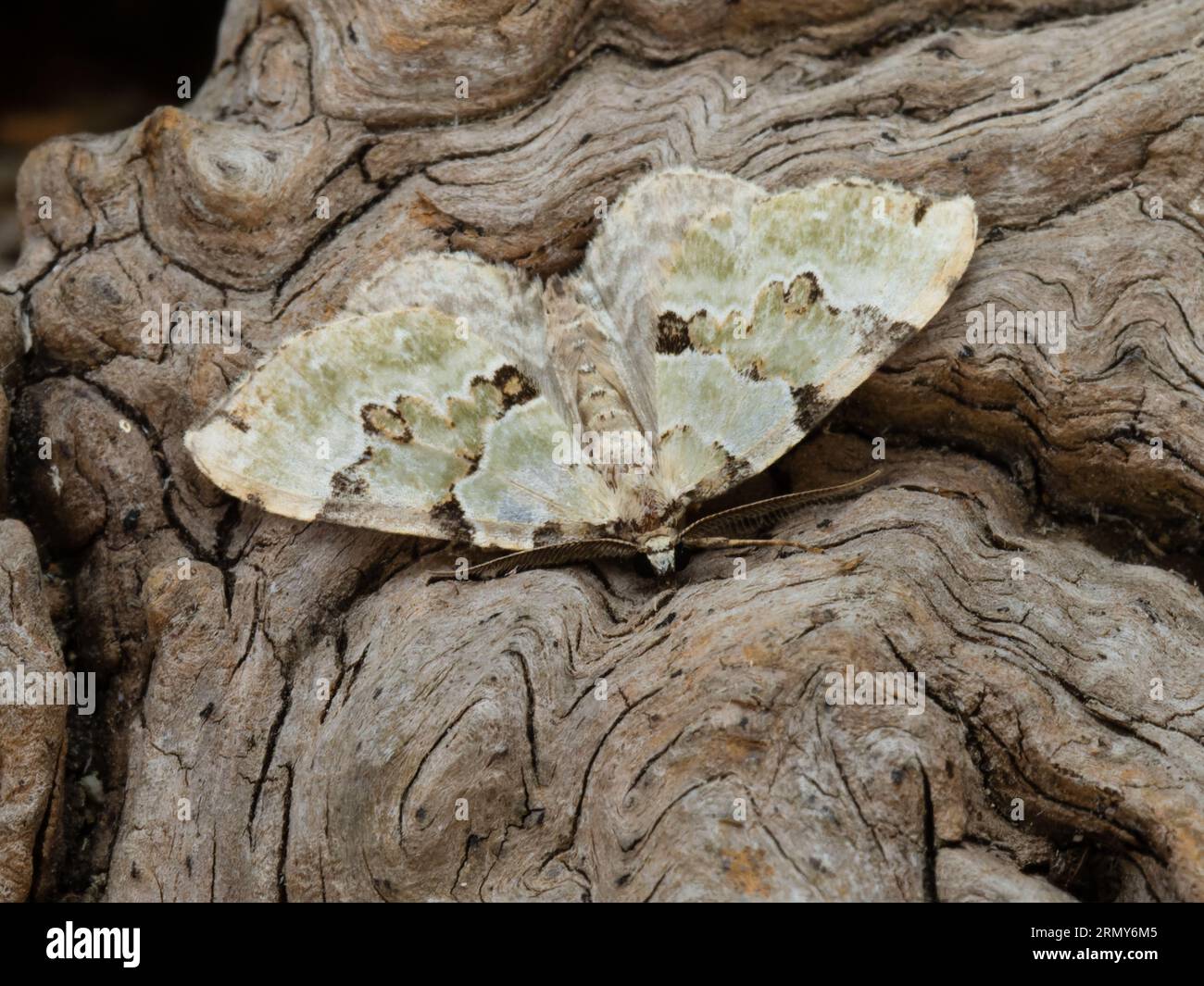 Colostygia pectinataria, le papillon vert du tapis, reposant sur une souche d'arbre pourrie. Banque D'Images