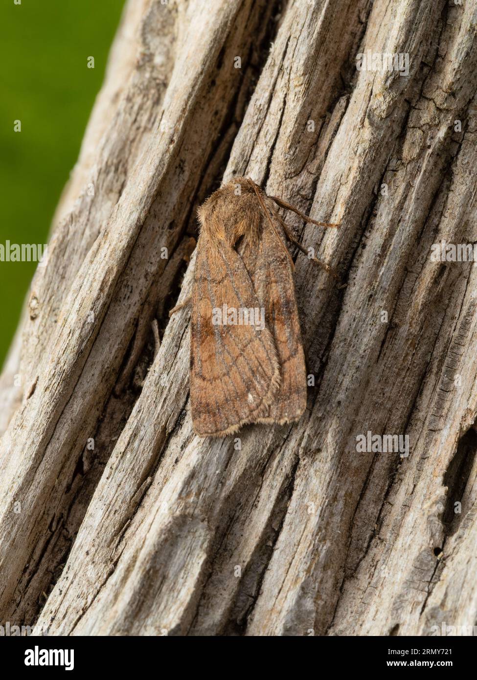 Une tache carrée rustique, Xestia xanthographa, reposant sur une souche d'arbre pourrie. Banque D'Images