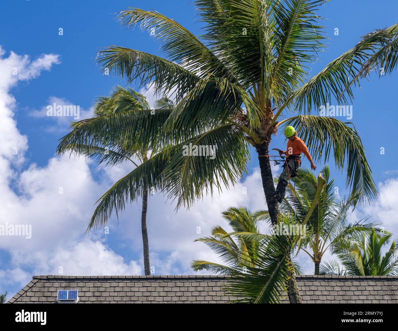 Princeville, Kauai - 17 août 2023 : jardinier professionnel taillant les feuilles de palmier d'un grand palmier Banque D'Images