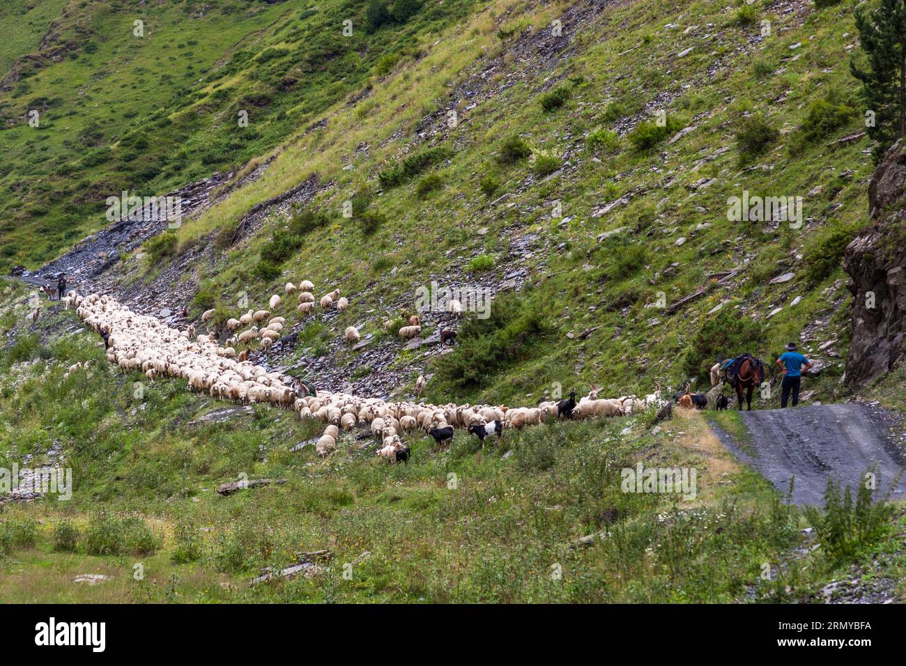 Tusheti est connu pour ses produits ovins de haute qualité (lait, fromage, laine). Les troupeaux de moutons sont soignés par des bergers, dirigés par des chèvres et gardés par des chiens Banque D'Images