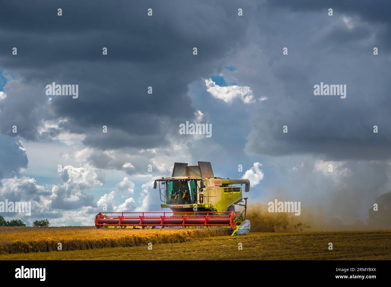 Moissonneuse-batteuse Claas récoltant le blé sous un ciel de nuages de pluie. Banque D'Images