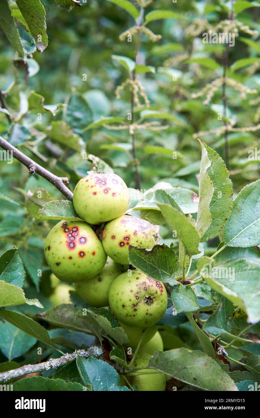 Pommes avec tavelure de pomme Venturia inaequalis Banque D'Images