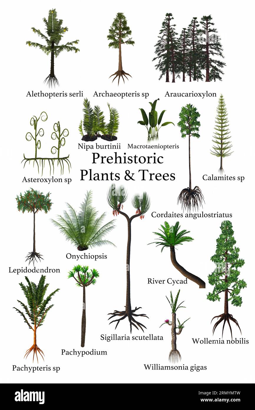Plantes préhistoriques et arbres - Une collection de plantes, d'arbres, de fougères qui ont vécu pendant les périodes préhistoriques de l'histoire de la Terre. Banque D'Images