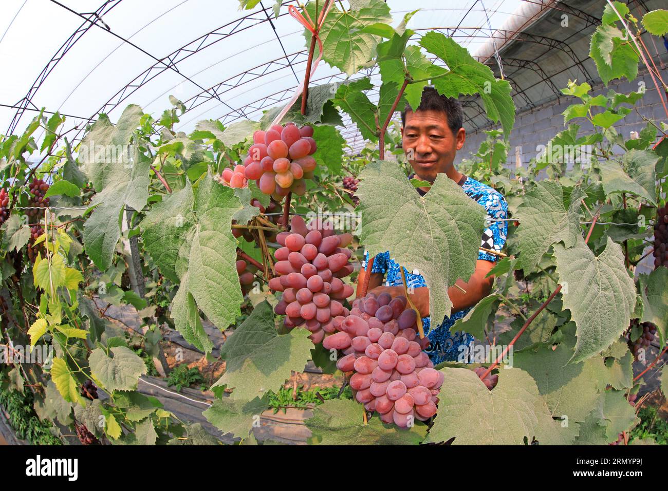 Comté de Luannan, CN - 14 juin 2019 : le jardinier était occupé dans le vignoble, comté de Luannan, province du Hebei, Chine Banque D'Images