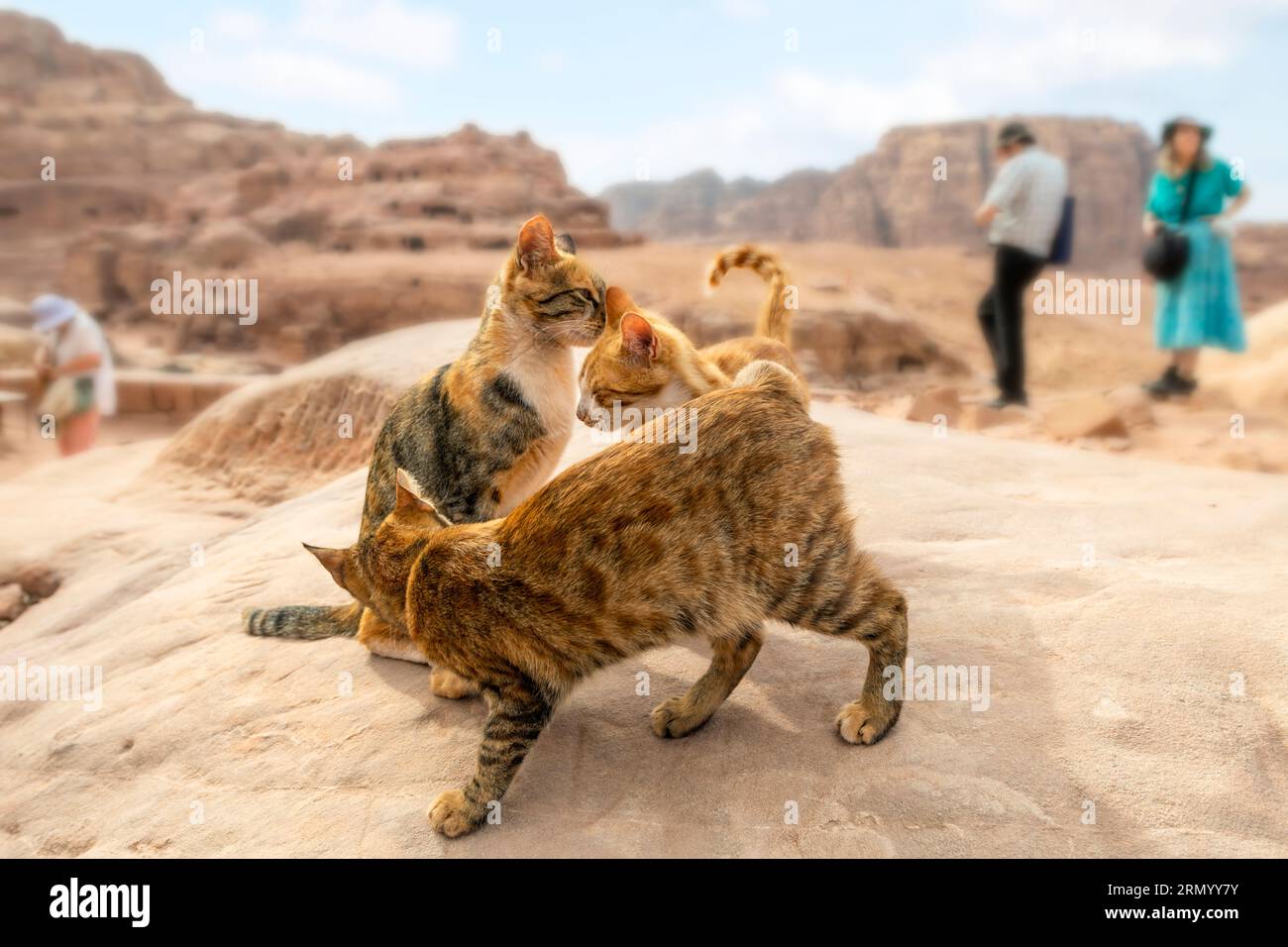 Trois chats errants interagissent ensemble sur un rocher avec les collines de grès rouge en vue derrière, dans l'ancienne ville de Petra, en Jordanie. Banque D'Images