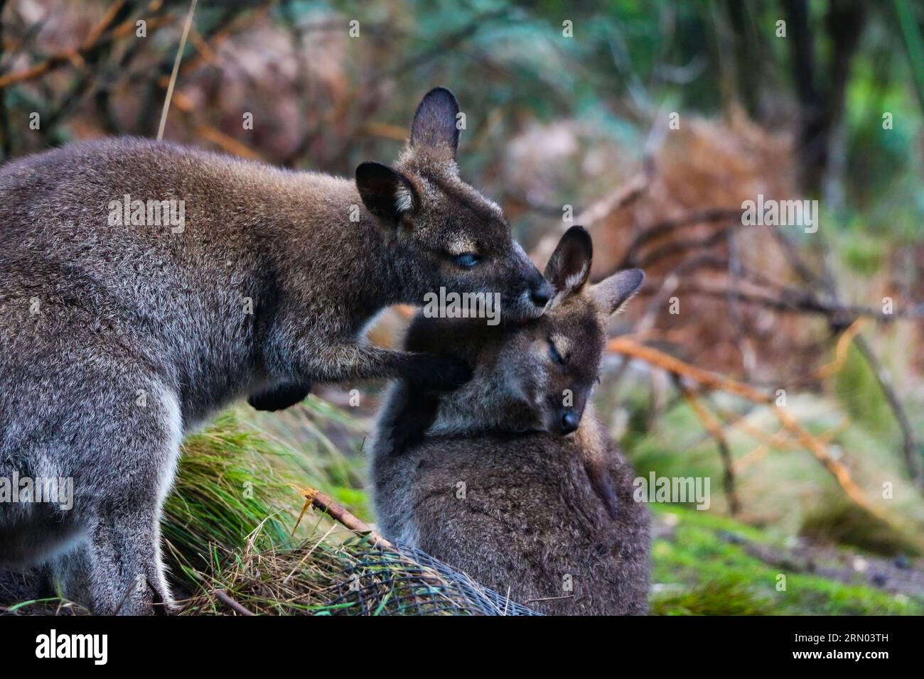 Wallaby à cou rouge prenant soin d'un Joey | Cataract gorge, Tasmanie Banque D'Images
