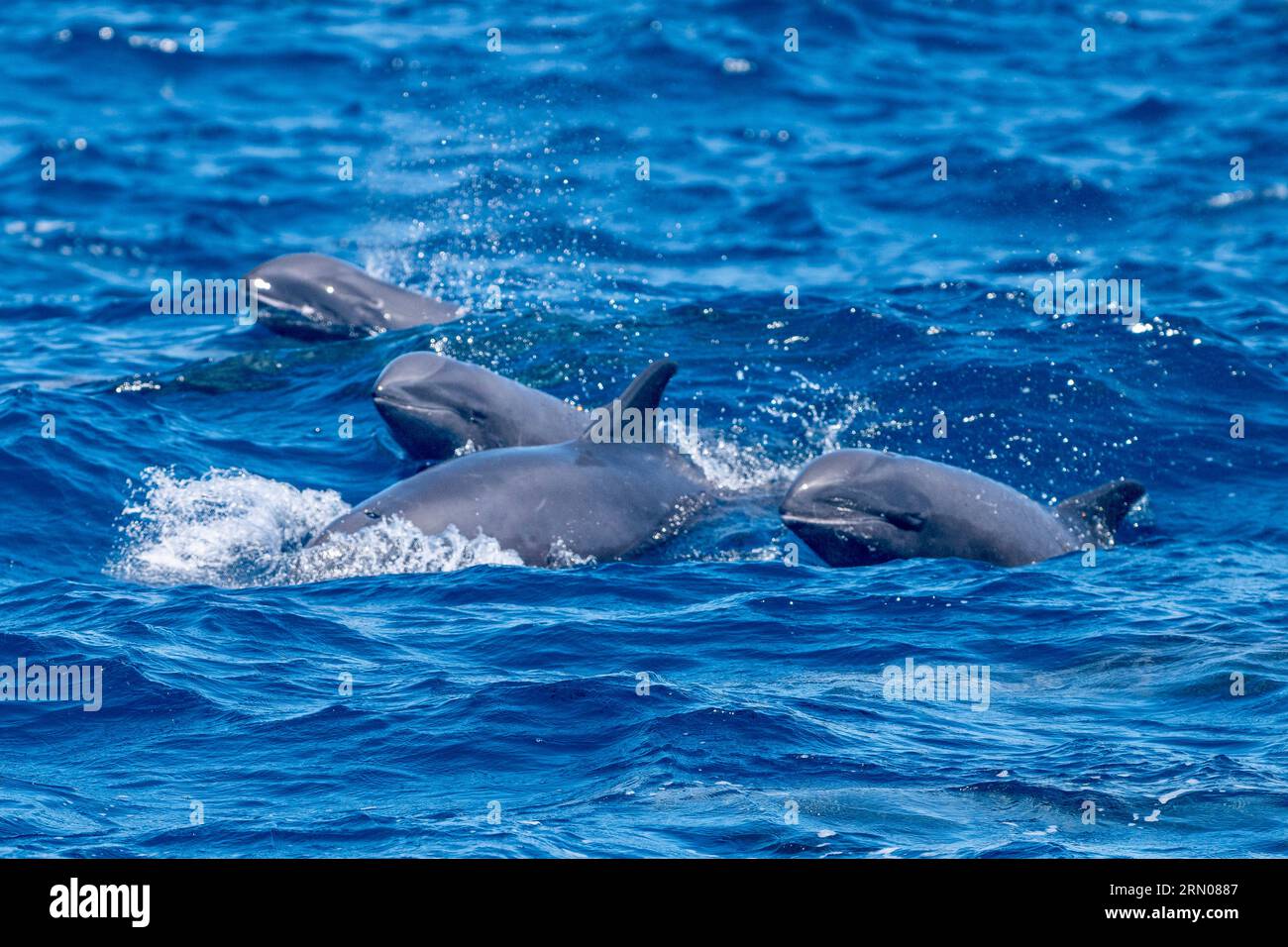 Mamals marins de Mayotte lagune Océan Indien Banque D'Images