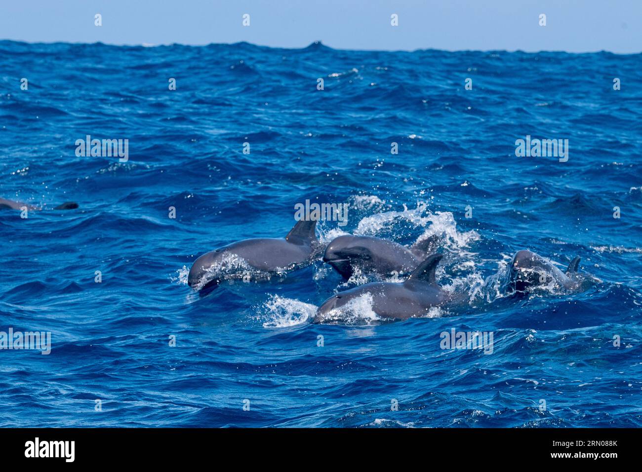 Mamals marins de Mayotte lagune Océan Indien Banque D'Images