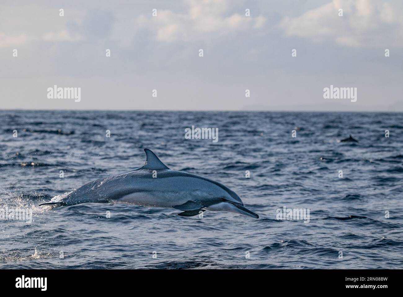 Mamals marins de Mayotte lagune Océan Indien Banque D'Images