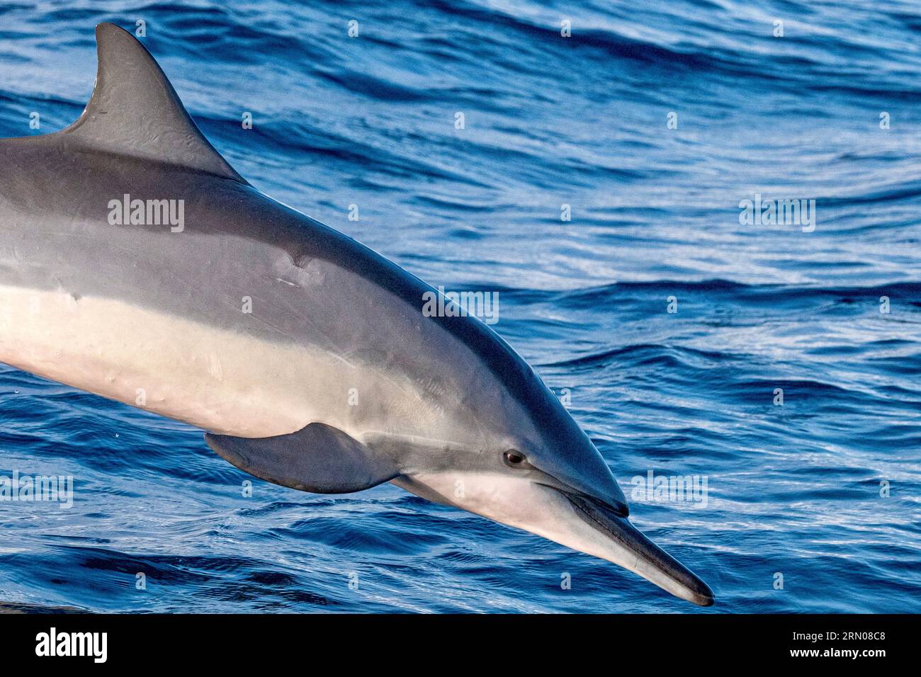 Mamals marins de Mayotte lagune Océan Indien Banque D'Images