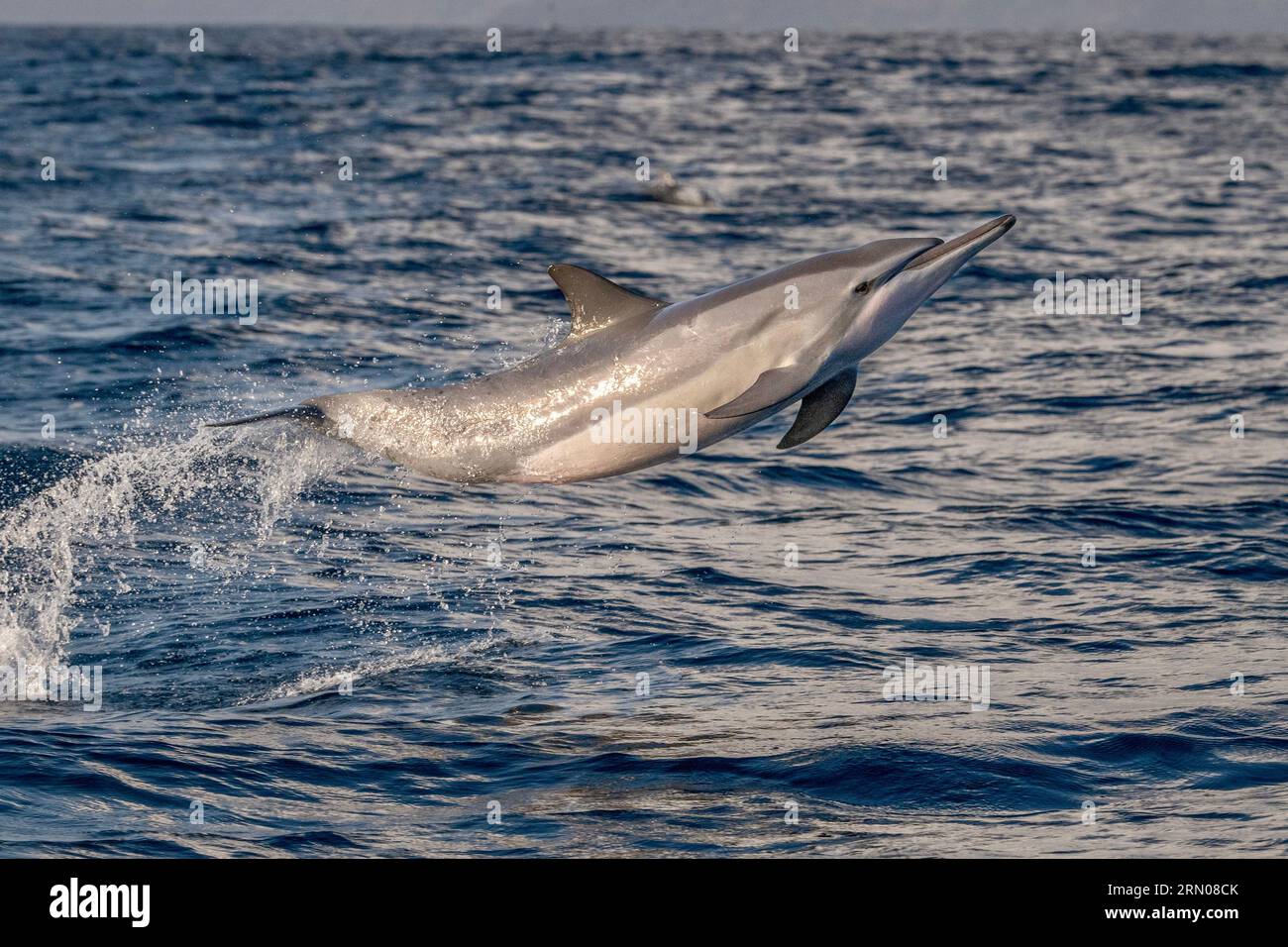 Mamals marins de Mayotte lagune Océan Indien Banque D'Images