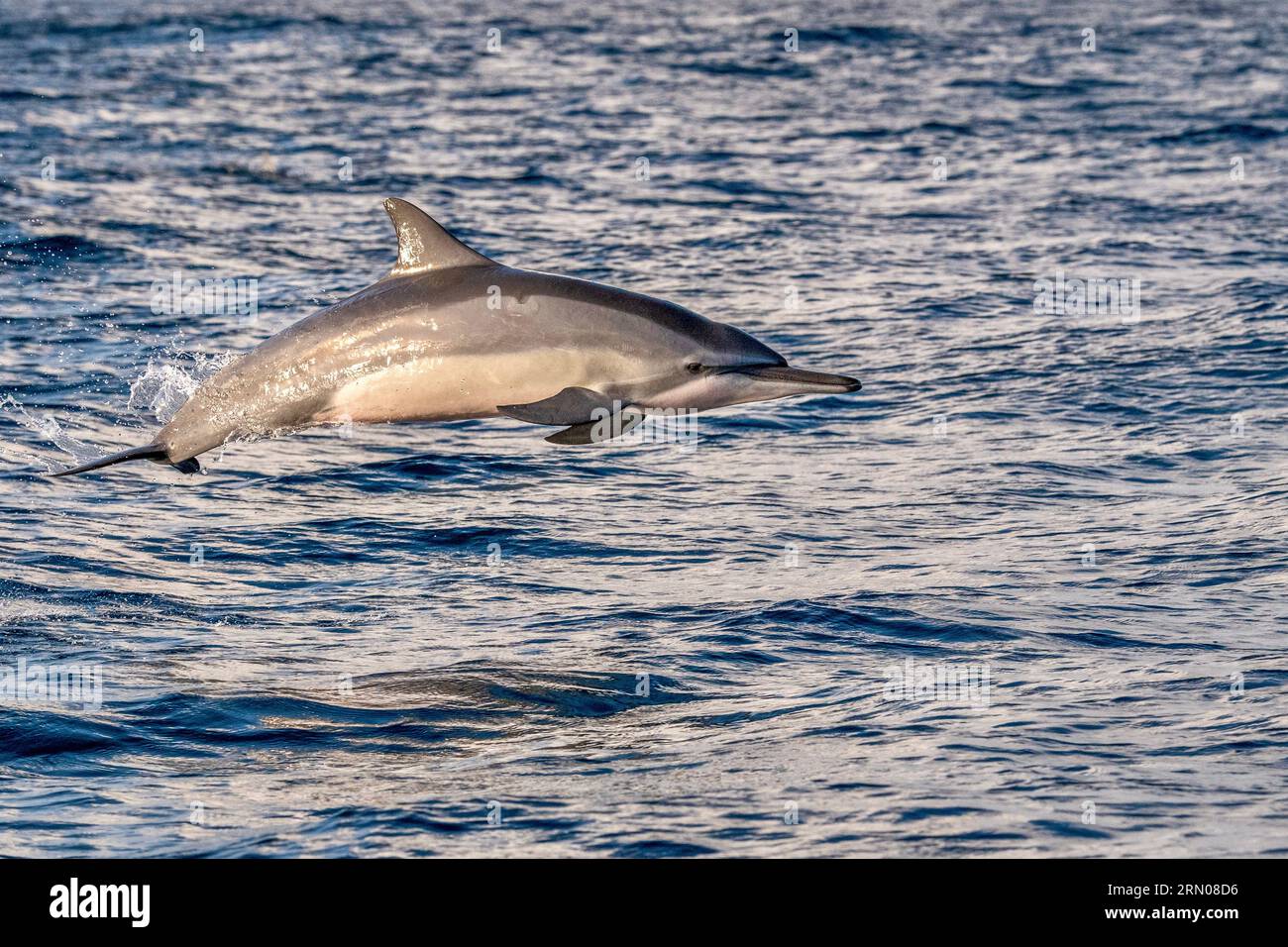 Mamals marins de Mayotte lagune Océan Indien Banque D'Images