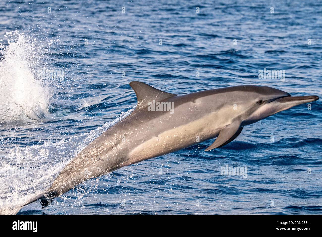 Mamals marins de Mayotte lagune Océan Indien Banque D'Images