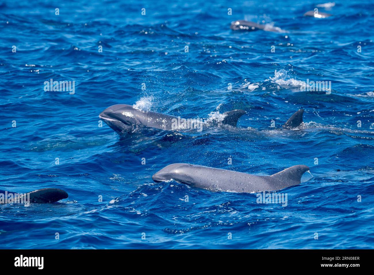 Mamals marins de Mayotte lagune Océan Indien Banque D'Images