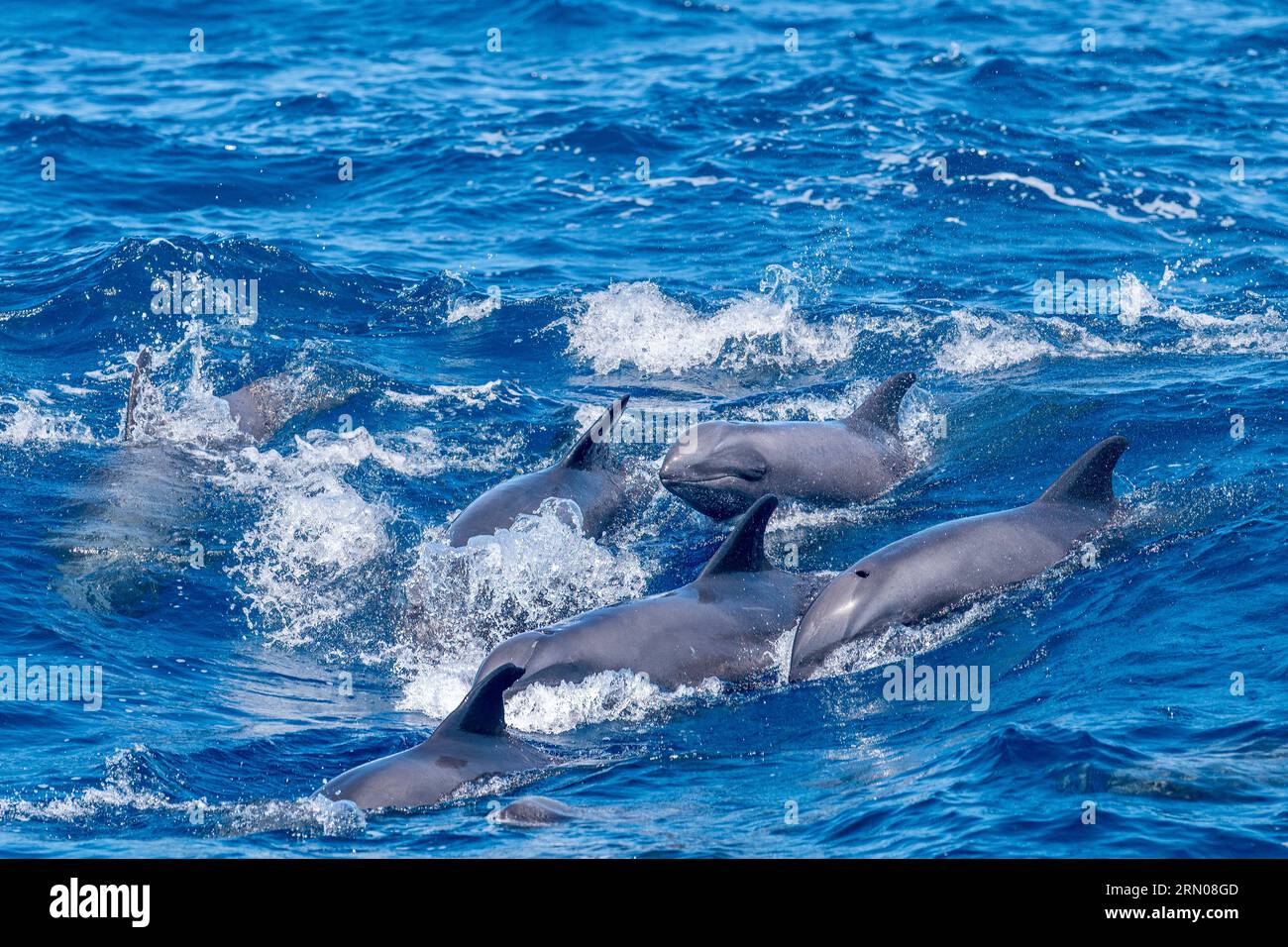 Mamals marins de Mayotte lagune Océan Indien Banque D'Images