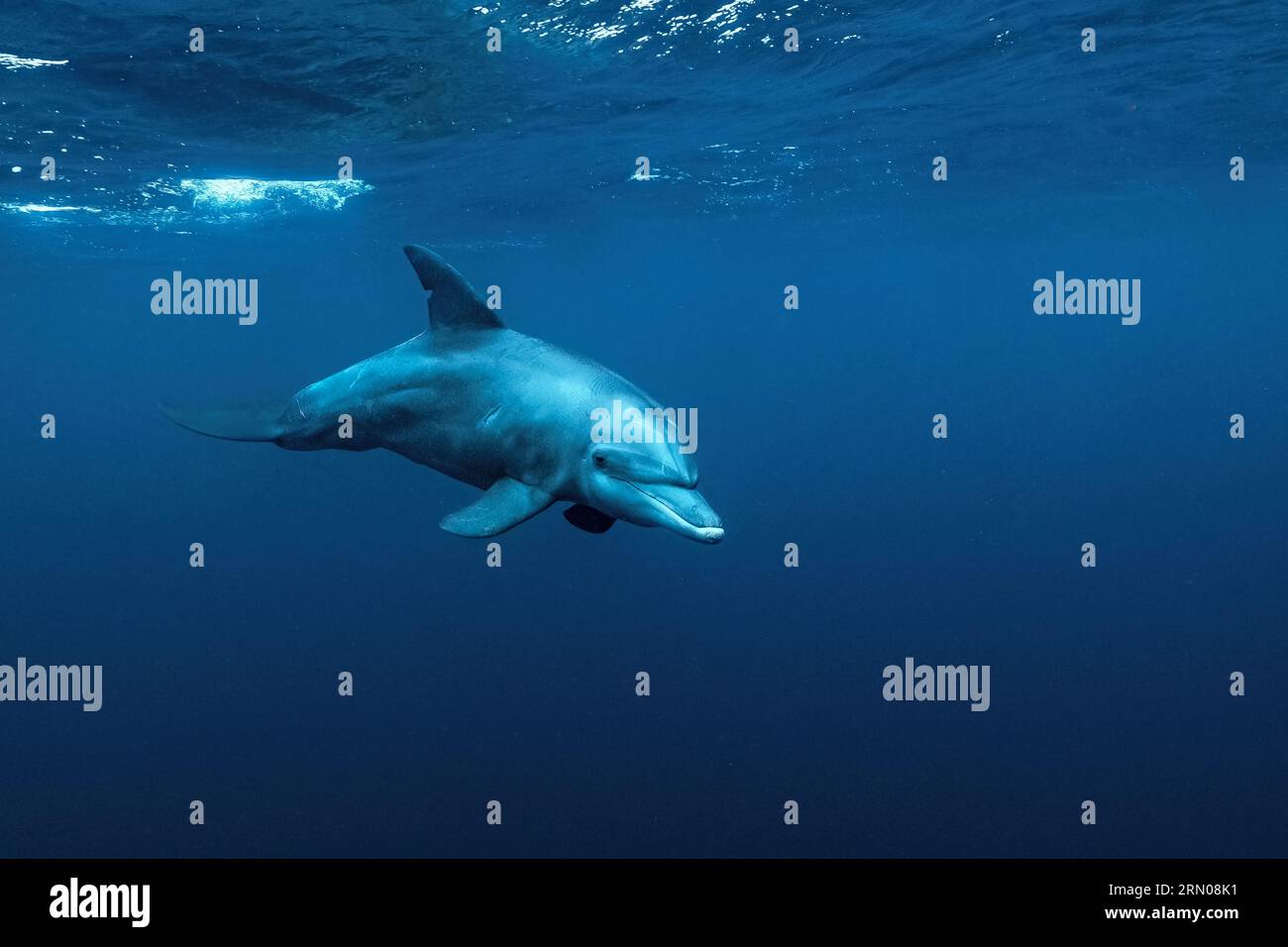 Mamals marins de Mayotte lagune Océan Indien Banque D'Images